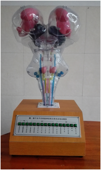 腦、腦干和腦神經(jīng)核立體關(guān)系電動(dòng)模型